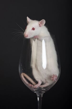 curious white rat in a glass for wineの写真素材