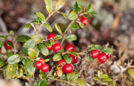 cowberry bushes with ripe berries close upの写真素材