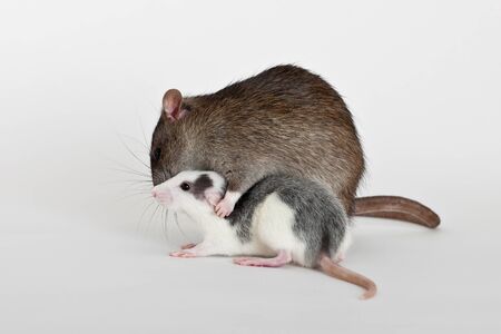 two domestic rats on a white backgroundの写真素材