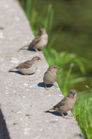 flock of sparrows on a stone parapetの写真素材