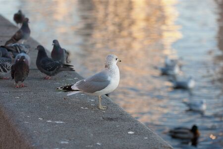 seagulls and pigeons on a parapet at the riverの写真素材