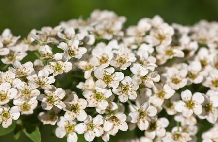 background from white spirea flowers in the spring