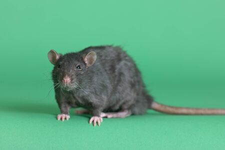 big black domestic rat on a green backgroundの写真素材