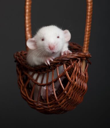 little white rat in a wooden basketの写真素材