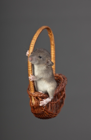 little brown rat in a wooden basketの写真素材