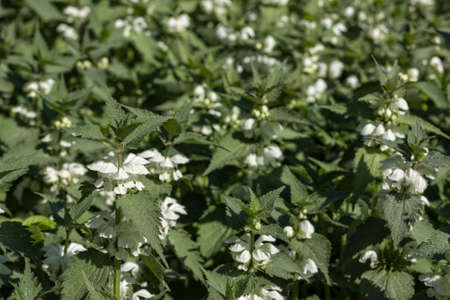 blooming spring nettle close up in a sunny dayの写真素材