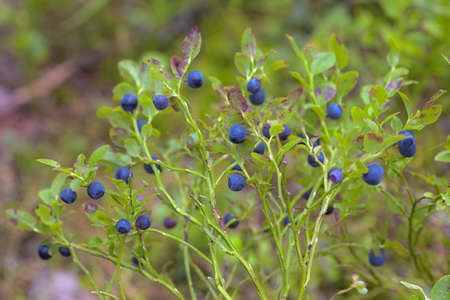 bush of ripe bilberry in the summer forest の写真素材