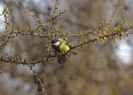 Titmouse in the spring on a larch branchの写真素材