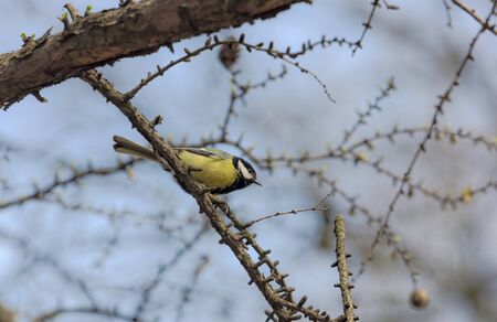 Titmouse in the spring on a larch branchの写真素材