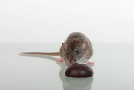 domestic rat taste the marshmallows in chocolateの写真素材