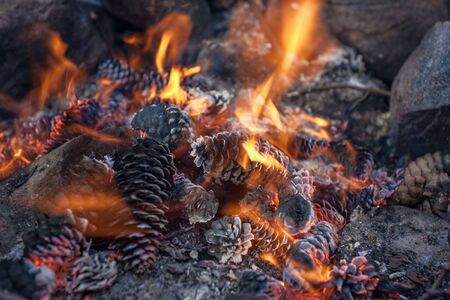 fire of spruce and pine cones close upの写真素材