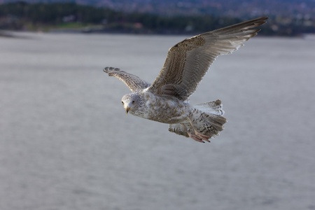 lone seagull flying over the sea waterの写真素材