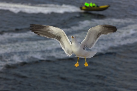 lone seagull flying over the sea waterの写真素材