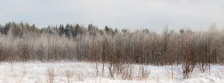 Edge of the winter mixed forest, panorama