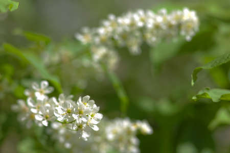 branches of cherry blossoms in spring closeupの写真素材