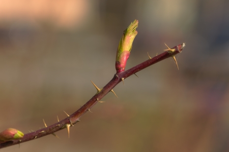 Branch of a dogrose in the spring close upの写真素材