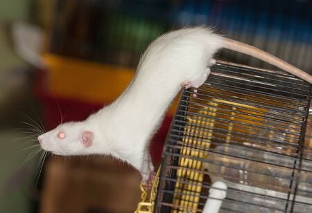 curious white domestic rat on a cageの写真素材