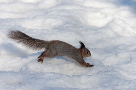 squirrel runs through the snow on a winter dayの写真素材