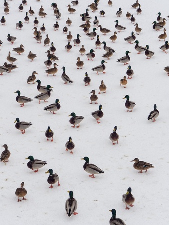 a large flock of ducks on the snow の写真素材