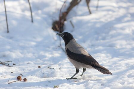 portrait of a crow on the snow in a sunny dayの写真素材