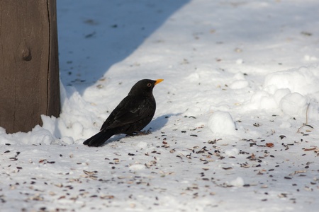 blackbird on the snow in winter dayの写真素材
