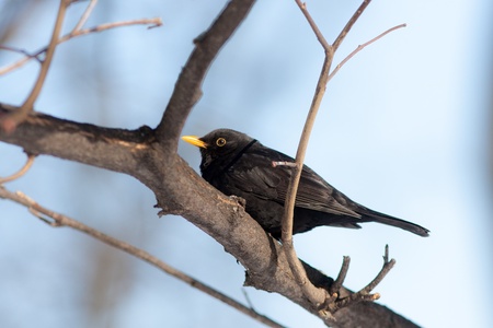 portrait of a blackbird on a tree branchの写真素材
