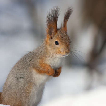 portrait of a squirrel in winter closeupの写真素材