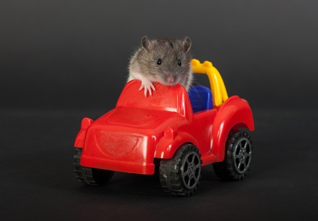 tiny baby rat on a toy carの写真素材