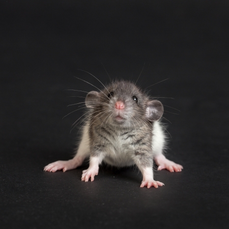 portrait of a very young rat close upの写真素材