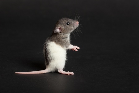 very small domestic rat on a black backgroundの写真素材