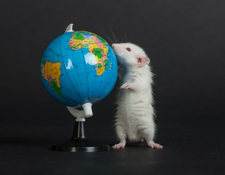 very small domestic white rat studies globe