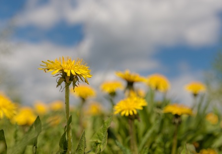 blooming yellow dandelions in the spring close upの写真素材