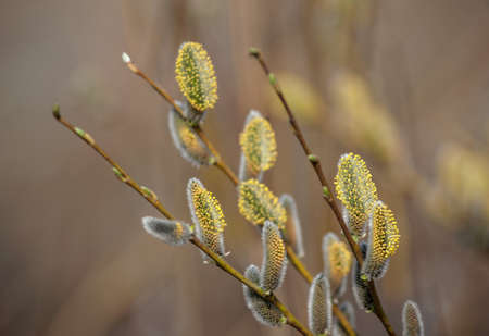 Branches of a willow in the spring close up