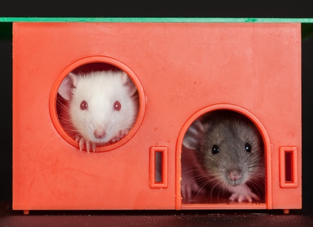 two domestic rats in the red house