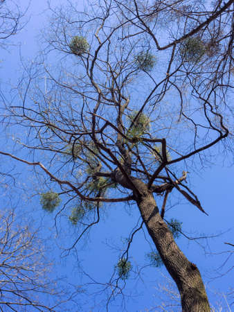 mistletoe on a tree on a sunny spring day