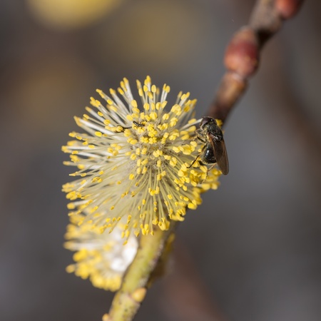yellow willow buds in spring close up