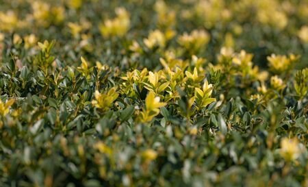background of green and yellow leaves of a bush in the springの写真素材