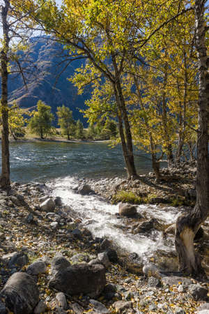 fast stream flows into a mountain river in autumnの写真素材