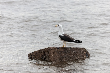 seagull sitting on a rock in the waterの写真素材
