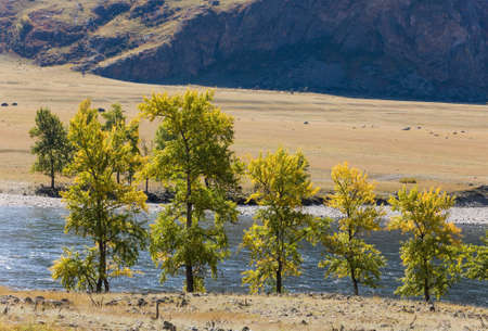 mountain river in a valley with autumn trees on the shoreの写真素材