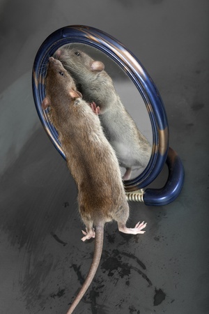 curious domestic rat looking in the mirrorの写真素材