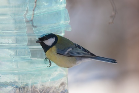 titmouse sitting on a feeding trough close upの写真素材