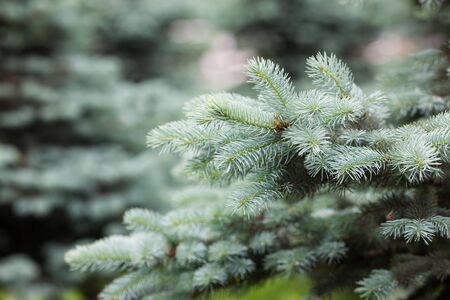 branches of blue spruce in the park