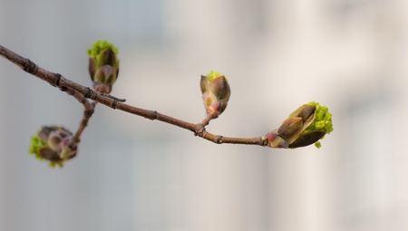 green maple buds in spring close up