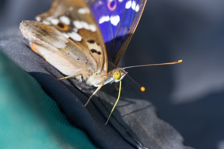 Butterfly close up on a backpack travelerの写真素材