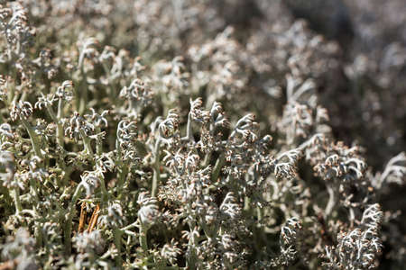 Moss in the north woods close upの写真素材