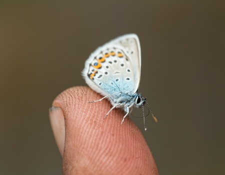 very small butterfly sits on a human fingerの写真素材