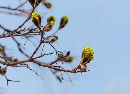 green maple buds in spring close upの写真素材