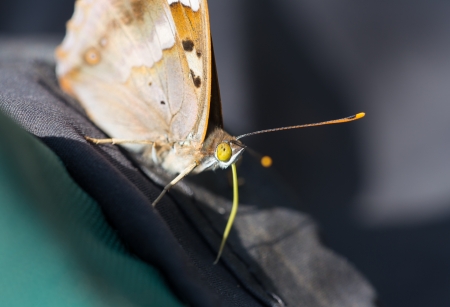 Butterfly close up on a backpack travelerの写真素材