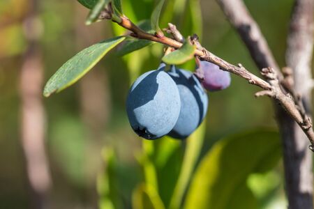 ripe blueberries on a bog close upの写真素材